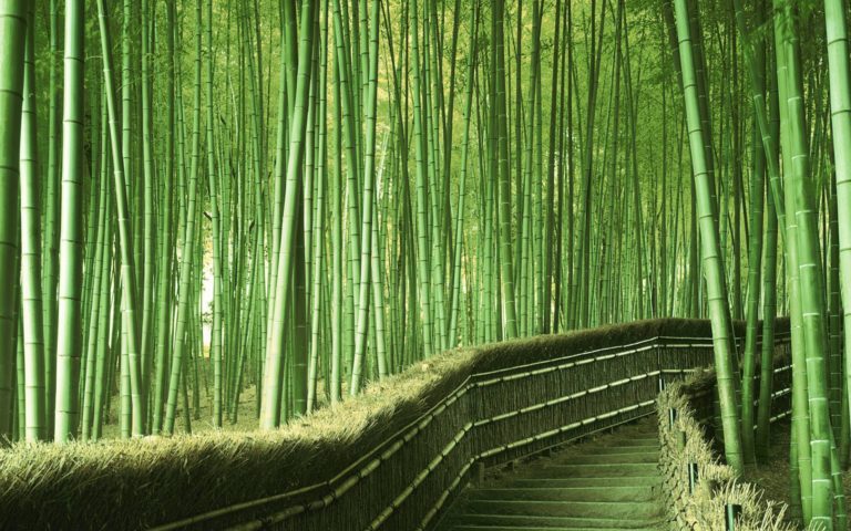 Arashiyama bambuszerdő