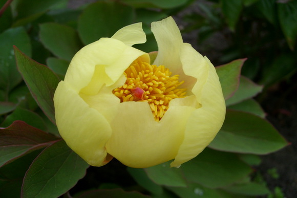 Paeonia_mlokosewitschii, pünkösdi rózsa