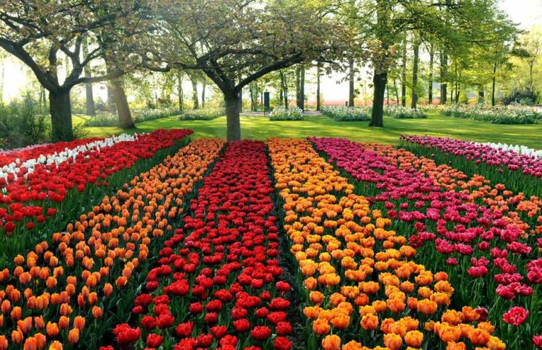 tulipanos-park