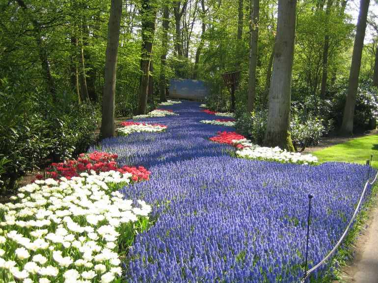 keukenhof-gardens-netherlands-photo_995860-770tall