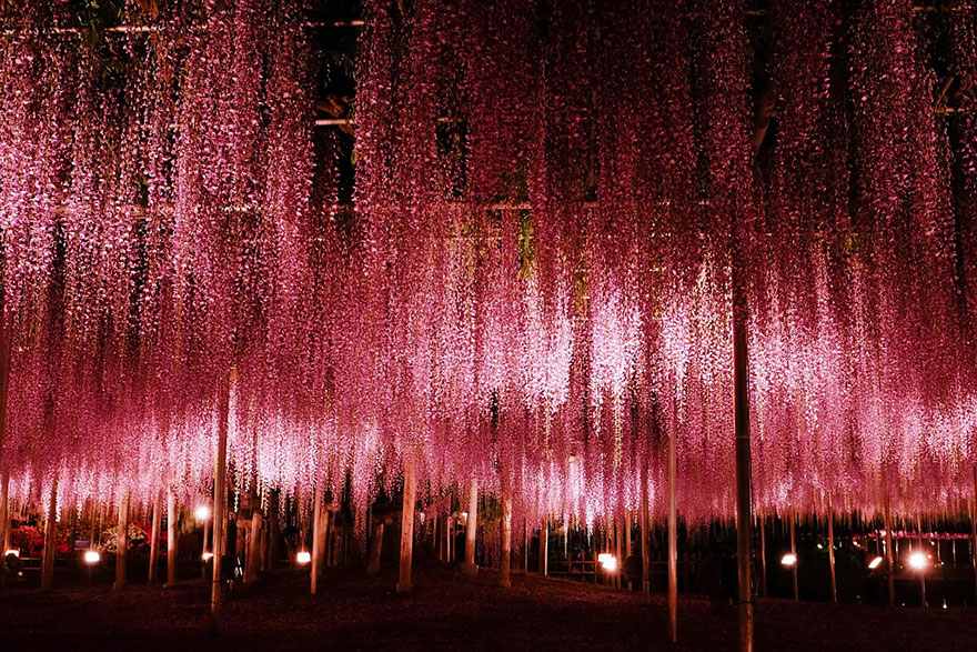 oldest-wisteria-tree-ashikaga-japan-7