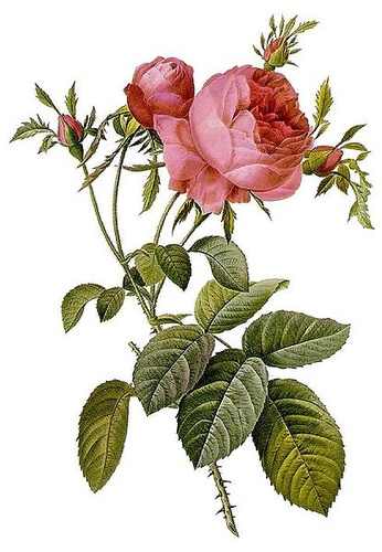 Pierre Joseph Redoute Rosa centifolia illusztrációja 
