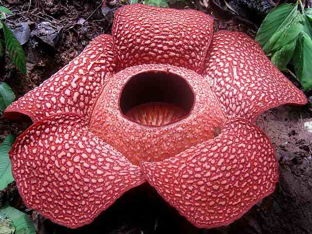 Rafflesia-Arnoldi
