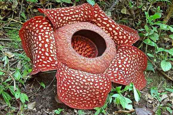 budos-rafflesia
