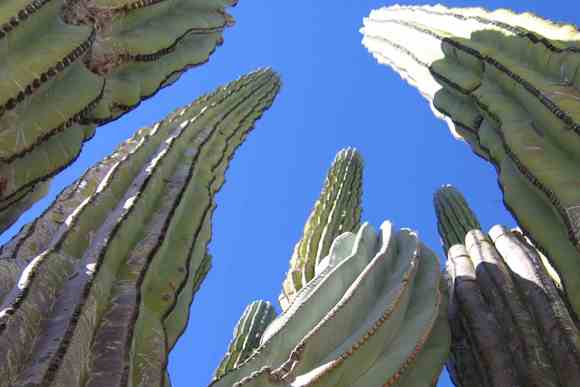 kaktusz-ontozese