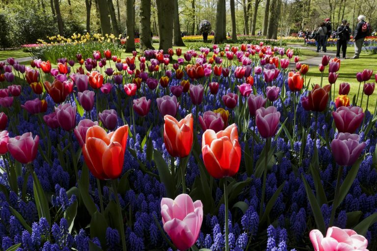 keukenhof, virágpark, tulipán, hollandia