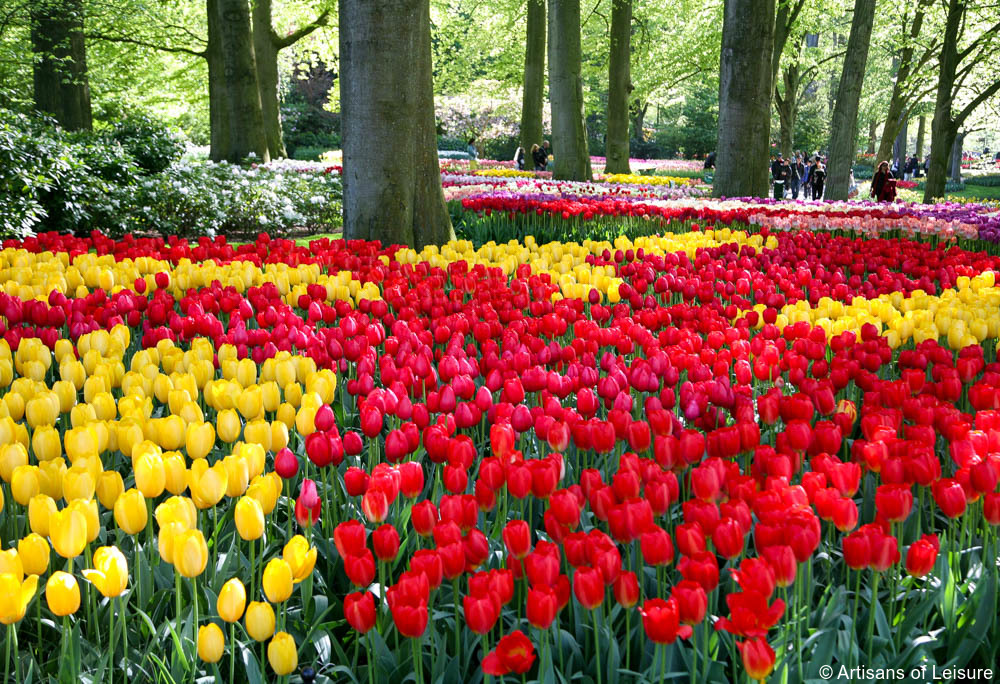Keukenhof, Hollandia, tulipán, virágpark