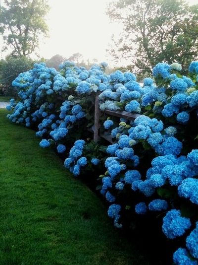 kék hortenzia