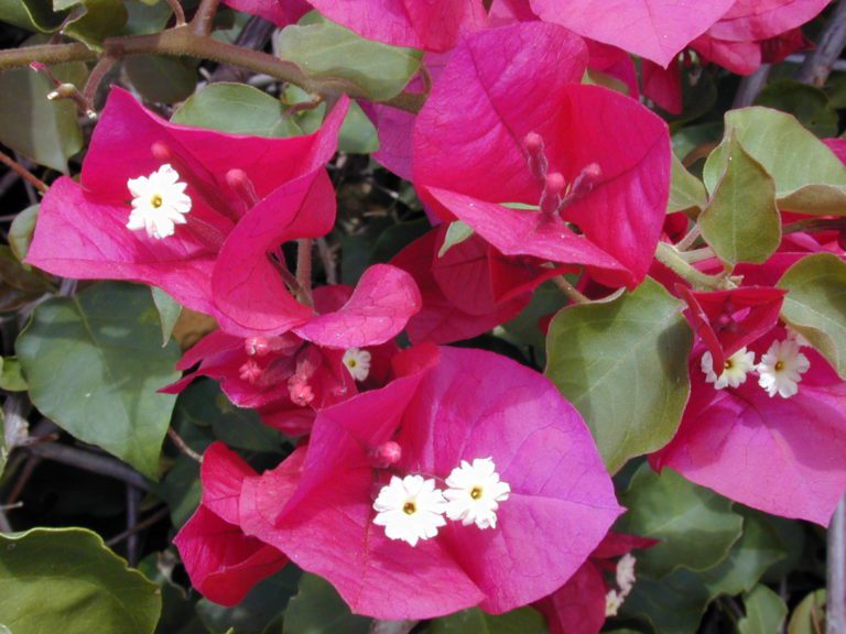 A bougainvillea levelei Murvafürt (Bougainvillea)