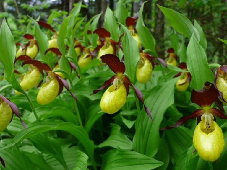 Boldogasszony papucsa Boldogasszony papucsa őshonos orchidea