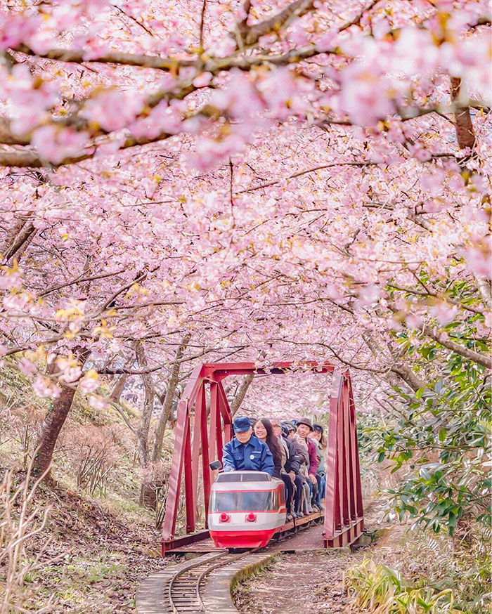 cseresznyefa-viragzas-japan