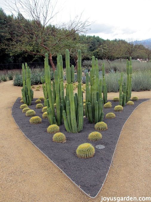 kaktuszkert