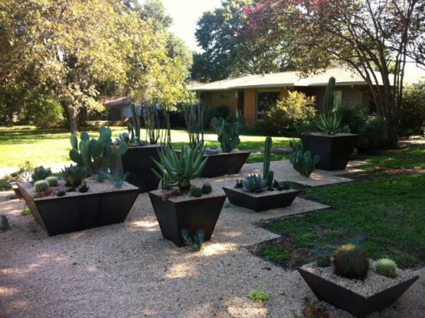 kaktuszkert