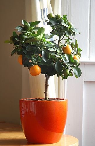 citrus nevelése cserépben