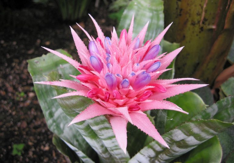 csíkolt lándzsarózsa csíkolt lándzsarózsa-aechmea fasciata