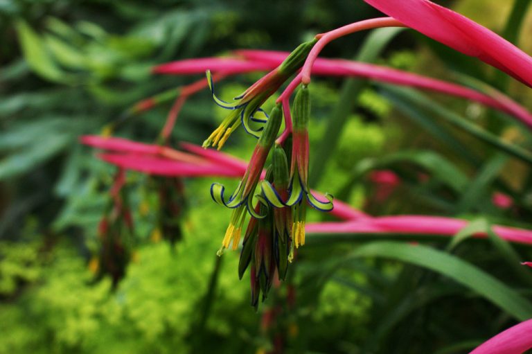 bókoló bilbergia bókoló bilbergia-bilbergia nutans