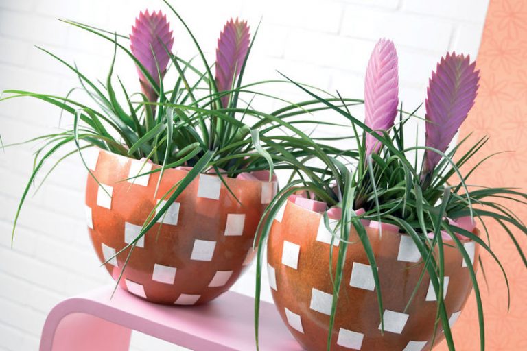 szakállbromélia tillandsia-szakallbromelia