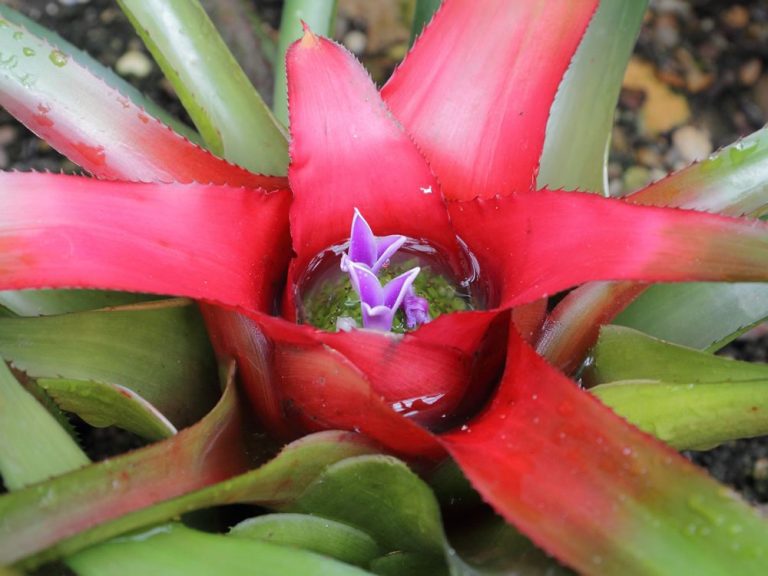 neoregélia bromelia-neoregelia