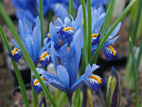 Iris-reticulata-noszirom