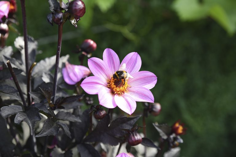 méhbarát virág