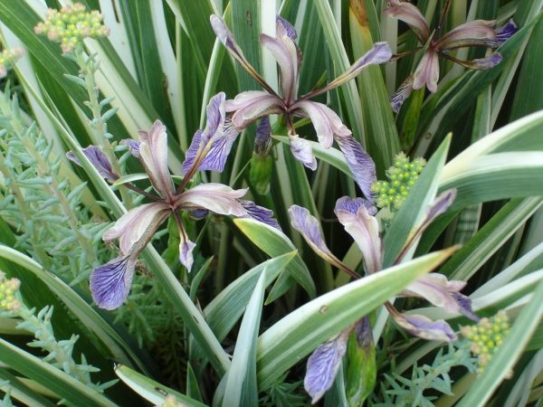 Iris-foetidissima-noszirom