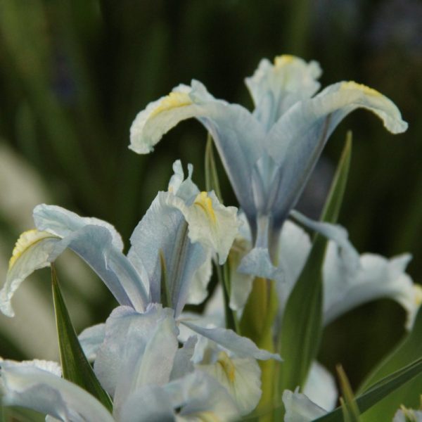 Iris-aucheri-noszirom
