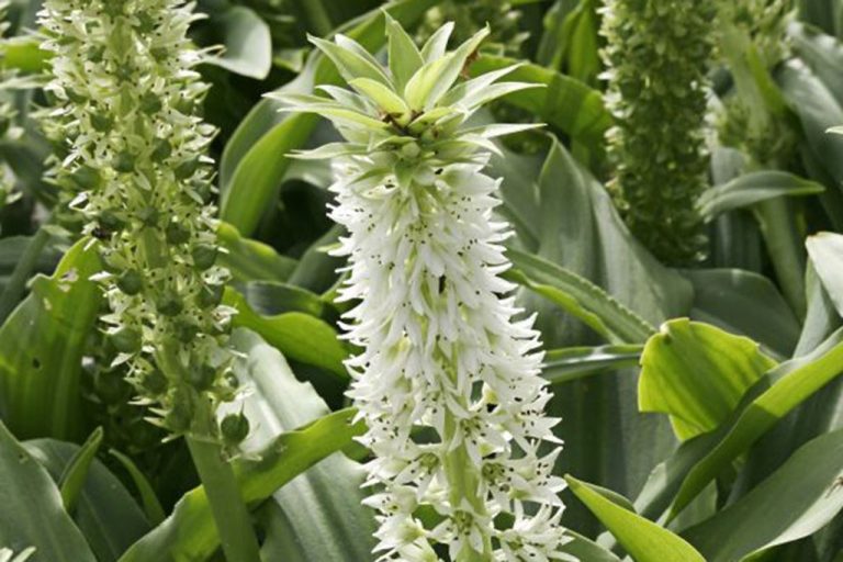 Eucomis-autumnalis