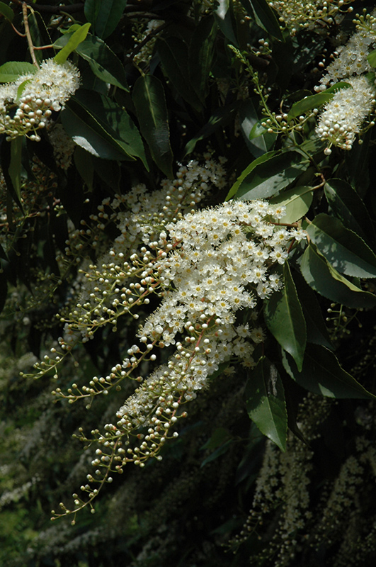 portugál babérmeggy virága