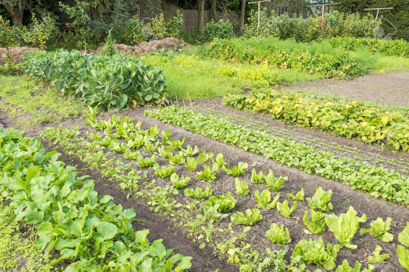 - Egészség megőrzés kertészkedéssel!