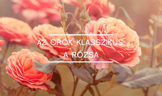 kiemelt rózsa