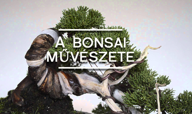 bonsai_kk