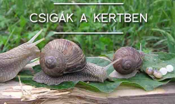csigaaradat