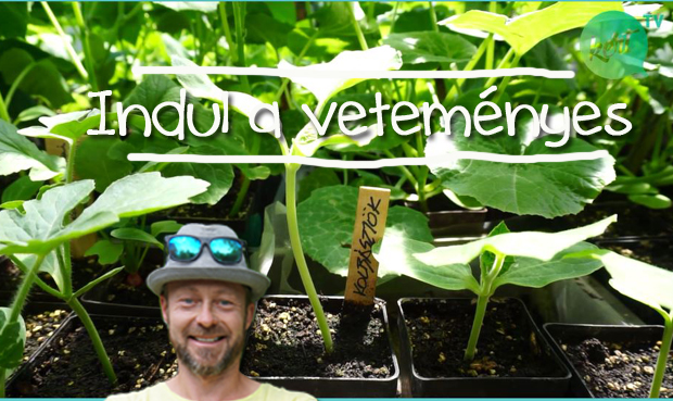 indula_vet_kiemelt