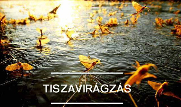 tiszavirag