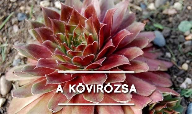 kovirozsa