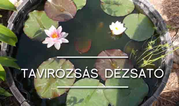 tavirózsás dézsató