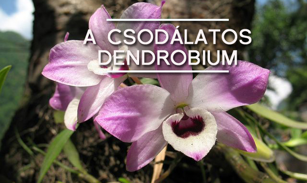 dendrobium
