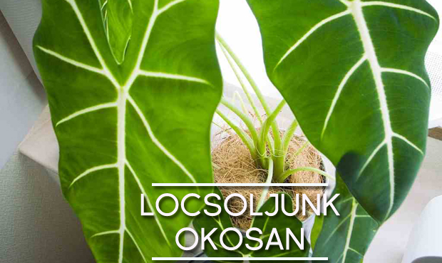 locsoljunk