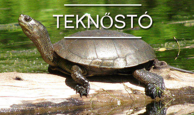 teknosto