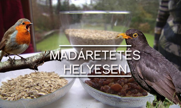 madaretetes