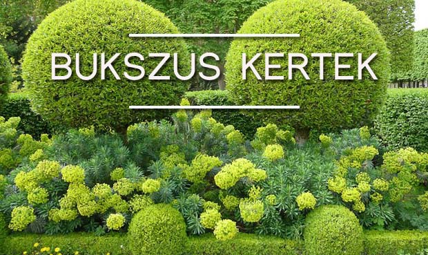 bukszus kert
