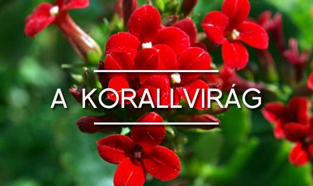 korallvirag