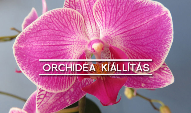 orchidea-kiallitas