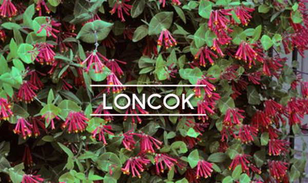 loncok