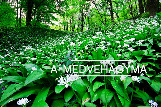 medvehagyma