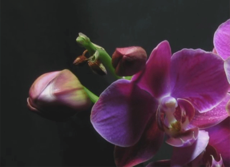 orchidea