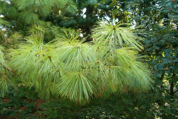 Pinus-wallichiana