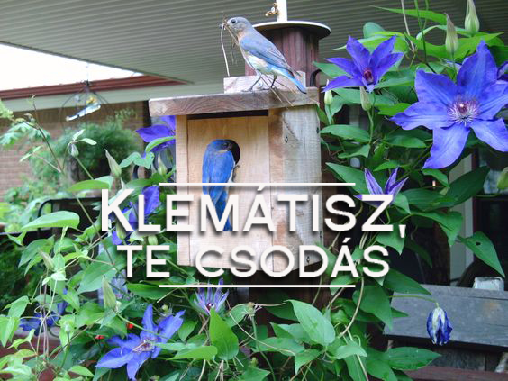 klematisz