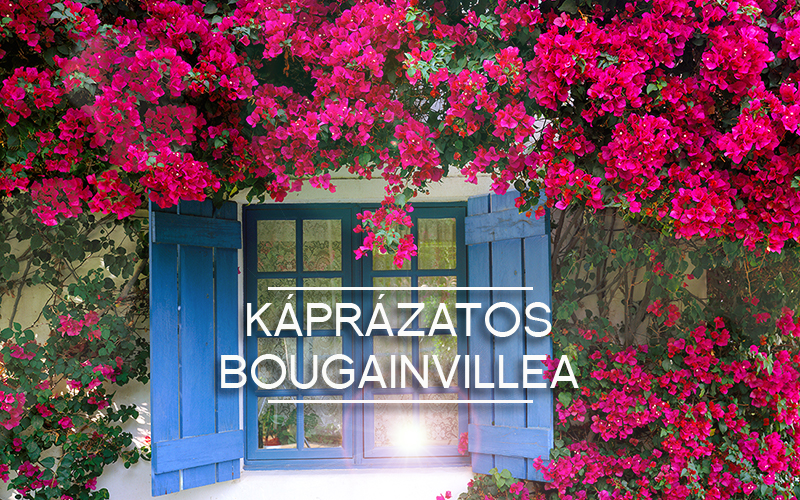 bougainvillea