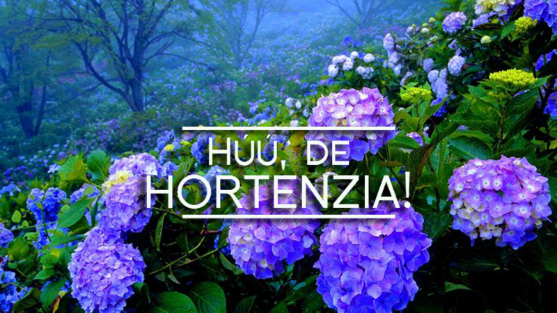 hortenzia